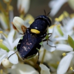 Odontomyia hunteri at Red Hill Nature Reserve - 15 Dec 2023