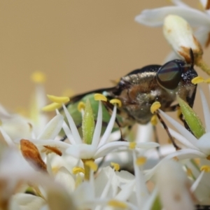 Odontomyia hunteri at Red Hill Nature Reserve - 15 Dec 2023