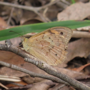 Heteronympha merope at QPRC LGA - 16 Dec 2023 03:50 PM