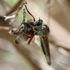 Unidentified Robber fly (Asilidae) at Hughes, ACT - 15 Dec 2023 by LisaH