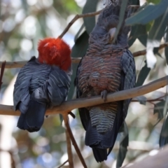 Callocephalon fimbriatum (Gang-gang Cockatoo) at Hughes, ACT - 15 Dec 2023 by LisaH