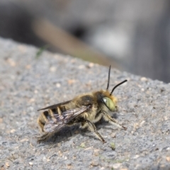 Megachile sp. (several subgenera) (Resin Bees) at Murrumbateman, NSW - 16 Dec 2023 by amiessmacro