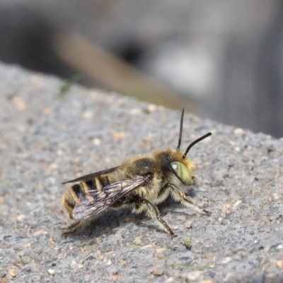 Megachile sp. (several subgenera) (Resin Bees) at Murrumbateman, NSW - 16 Dec 2023 by amiessmacro