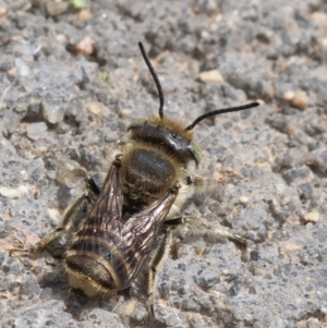 Megachile sp. (several subgenera) at Murrumbateman, NSW - 16 Dec 2023