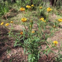 Xerochrysum bracteatum (Golden Everlasting) at Monga National Park - 16 Dec 2023 by MatthewFrawley