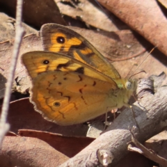 Heteronympha merope (Common Brown Butterfly) at Monga, NSW - 16 Dec 2023 by MatthewFrawley