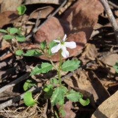 Lobelia purpurascens (White Root) at QPRC LGA - 16 Dec 2023 by MatthewFrawley