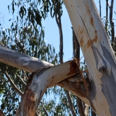 Cacatua galerita at Deakin, ACT - 15 Dec 2023