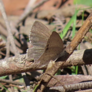 Erina hyacinthina at Monga National Park - 16 Dec 2023 03:30 PM