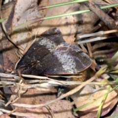 Uresiphita ornithopteralis (Tree Lucerne Moth) at Kuringa Woodlands - 14 Feb 2023 by AlisonMilton