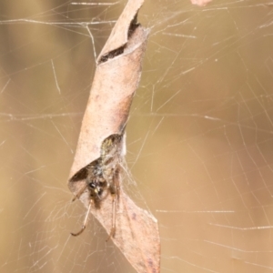 Phonognatha graeffei at Kuringa Woodlands - 14 Feb 2023