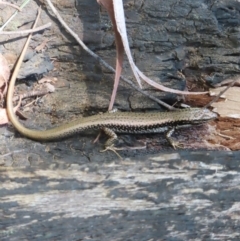 Eulamprus heatwolei (Yellow-bellied Water Skink) at Monga, NSW - 16 Dec 2023 by MatthewFrawley