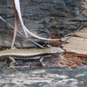 Eulamprus heatwolei at Monga National Park - 16 Dec 2023 03:35 PM