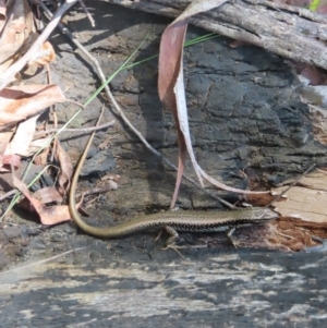 Eulamprus heatwolei at Monga National Park - 16 Dec 2023 03:35 PM