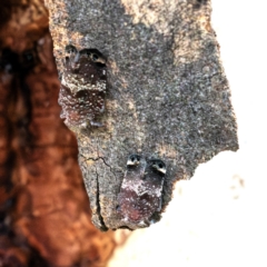 Platybrachys decemmacula (Green-faced gum hopper) at Higgins, ACT - 12 Dec 2023 by Untidy