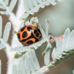 Peltoschema oceanica (Oceanica leaf beetle) at Fraser, ACT - 14 Feb 2023 by AlisonMilton