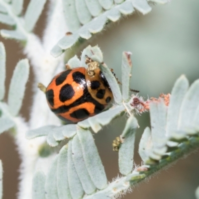 Peltoschema oceanica (Oceanica leaf beetle) at Fraser, ACT - 14 Feb 2023 by AlisonMilton