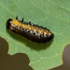Paropsini sp. (tribe) (Unidentified paropsine leaf beetle) at Kuringa Woodlands - 14 Feb 2023 by AlisonMilton