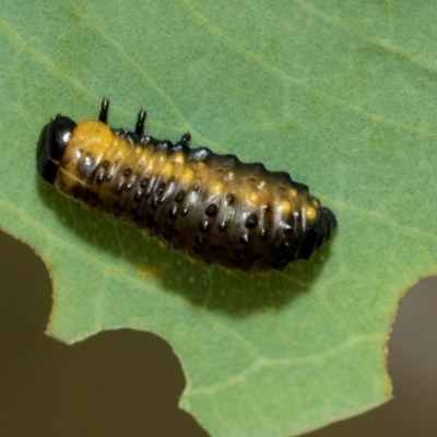 Paropsini sp. (tribe) (Unidentified paropsine leaf beetle) at Fraser, ACT - 14 Feb 2023 by AlisonMilton