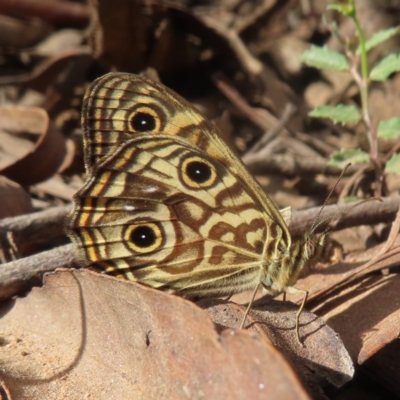 Geitoneura acantha (Ringed Xenica) at Monga, NSW - 16 Dec 2023 by MatthewFrawley