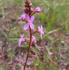 Stylidium armeria subsp. armeria (thrift trigger plant) at Monga National Park - 16 Dec 2023 by MatthewFrawley