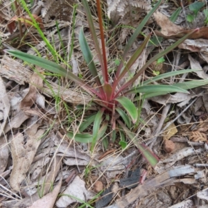 Stylidium armeria subsp. armeria at Monga National Park - 16 Dec 2023