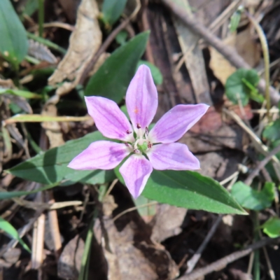 Schelhammera undulata (Lilac Lily) at Monga, NSW - 16 Dec 2023 by MatthewFrawley