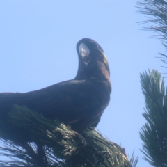 Zanda funerea (Yellow-tailed Black-Cockatoo) at QPRC LGA - 16 Dec 2023 by MatthewFrawley