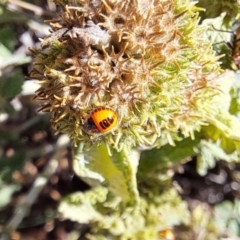 Agonoscelis rutila (Horehound bug) at Justice Robert Hope Reserve (JRH) - 15 Dec 2023 by abread111