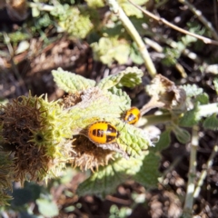 Agonoscelis rutila at Justice Robert Hope Reserve (JRH) - 16 Dec 2023 09:21 AM