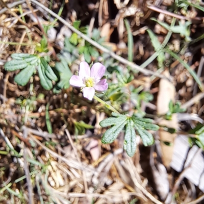 Geranium solanderi var. solanderi (Native Geranium) at Watson, ACT - 15 Dec 2023 by abread111