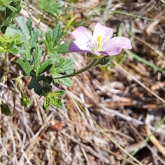 Geranium solanderi var. solanderi at Justice Robert Hope Reserve (JRH) - 16 Dec 2023