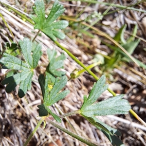 Geranium solanderi var. solanderi at Justice Robert Hope Reserve (JRH) - 16 Dec 2023