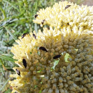 Mordellidae (family) at Justice Robert Hope Reserve (JRH) - 16 Dec 2023