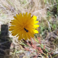 Apiformes (informal group) (Unidentified bee) at Justice Robert Hope Reserve (JRH) - 15 Dec 2023 by abread111