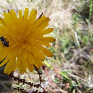 Apiformes (informal group) at Justice Robert Hope Reserve (JRH) - 16 Dec 2023