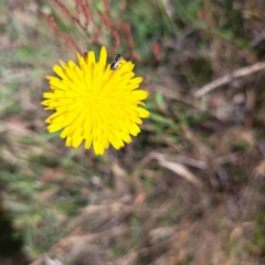 Apiformes (informal group) at Justice Robert Hope Reserve (JRH) - 16 Dec 2023