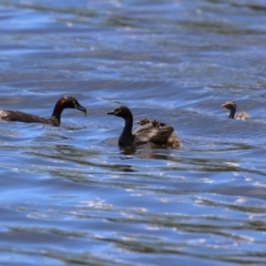 Tachybaptus novaehollandiae (Australasian Grebe) at Isabella Plains, ACT - 16 Dec 2023 by RodDeb