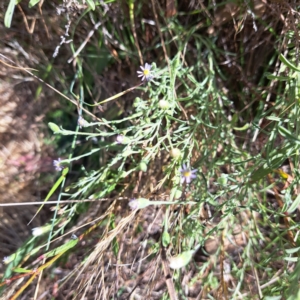 Vittadinia gracilis at Justice Robert Hope Reserve (JRH) - 16 Dec 2023