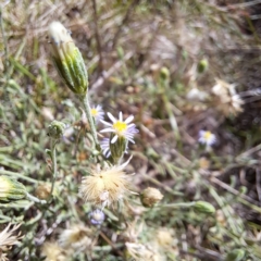 Vittadinia gracilis at Justice Robert Hope Reserve (JRH) - 16 Dec 2023 09:47 AM