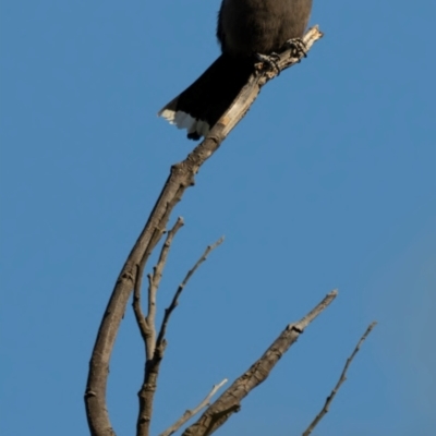 Artamus cyanopterus cyanopterus (Dusky Woodswallow) at Mount Majura - 15 Dec 2023 by brettguy80