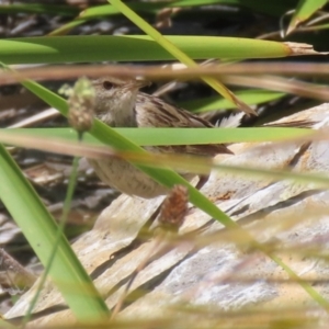 Poodytes gramineus at Upper Stranger Pond - 16 Dec 2023 12:32 PM