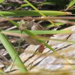 Poodytes gramineus at Upper Stranger Pond - 16 Dec 2023 12:32 PM