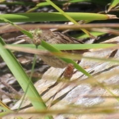 Poodytes gramineus at Upper Stranger Pond - 16 Dec 2023