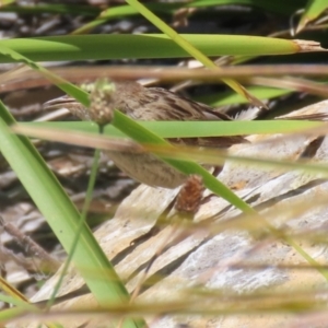 Poodytes gramineus at Upper Stranger Pond - 16 Dec 2023