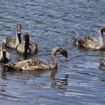 Cygnus atratus (Black Swan) at Upper Stranger Pond - 16 Dec 2023 by RodDeb