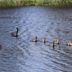 Cygnus atratus at Upper Stranger Pond - 16 Dec 2023