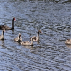 Cygnus atratus at Upper Stranger Pond - 16 Dec 2023