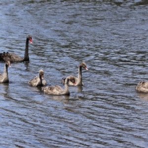 Cygnus atratus at Upper Stranger Pond - 16 Dec 2023