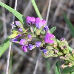 Cullen microcephalum (Dusky Scurf-pea) at Jindabyne, NSW - 14 Dec 2023 by SteveBorkowskis